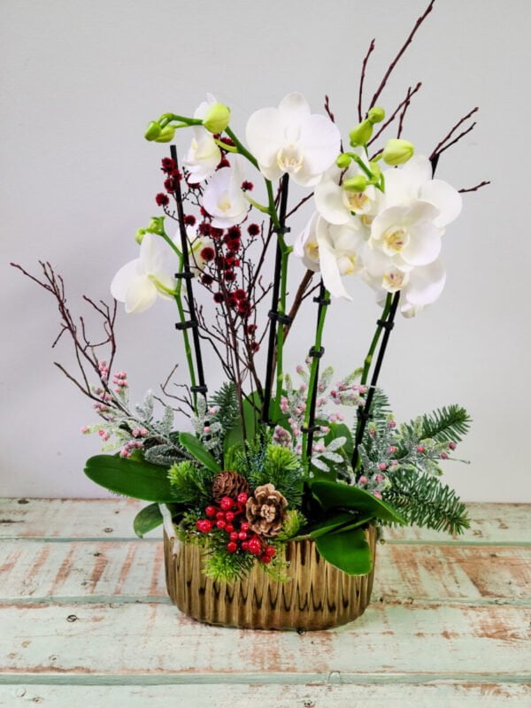 Holiday Orchids